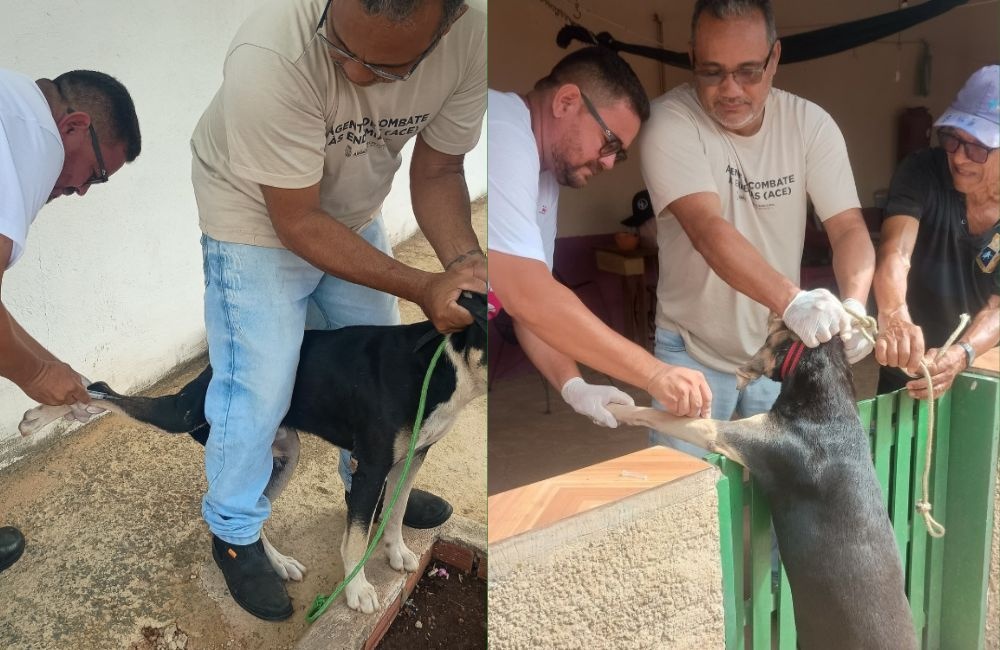 Prefeitura de Aroazes promove testagem de cães contra Leishmaniose Visceral