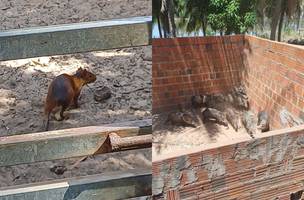 PRF resgata quase 50 animais silvestres criados para venda de carne no Piauí (Foto: Reprodução/PRF)