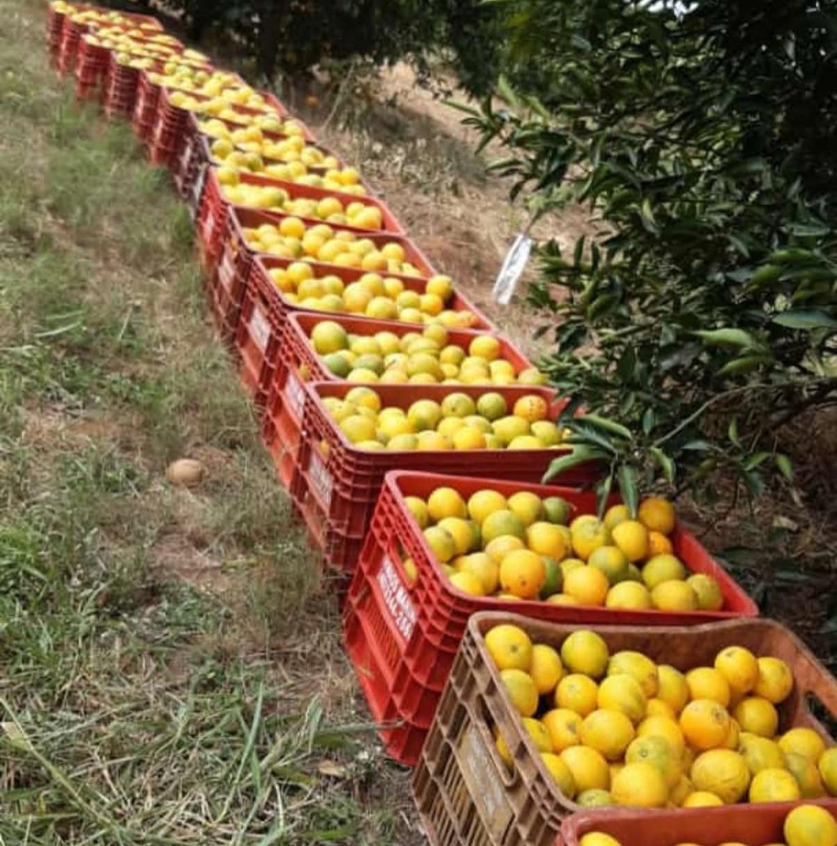 Setor de suco de laranja estima prejuízo de R$ 1,54 bi com tarifaço de Trump