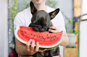 Veterinária alerta para riscos ao compartilhar alimentos com cães e gatos (Foto: Reprodução)