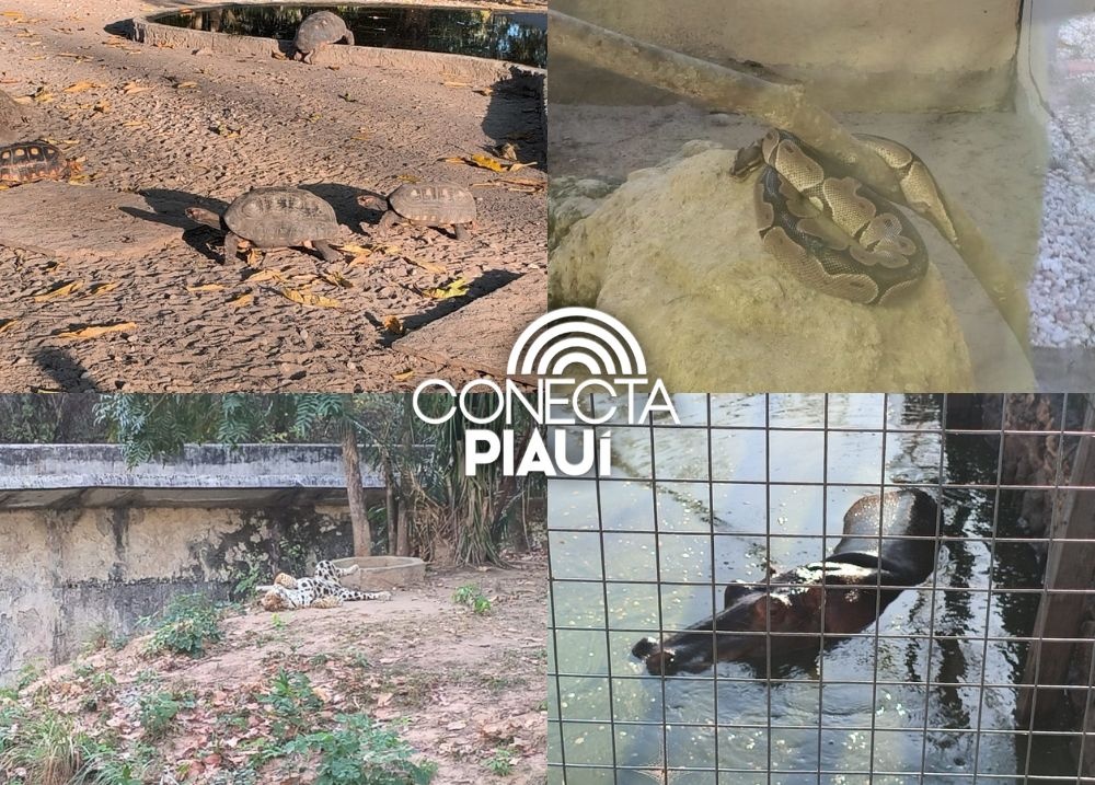 Zoobotânico de Teresina passa por revitalização e terá visitas durante a noite