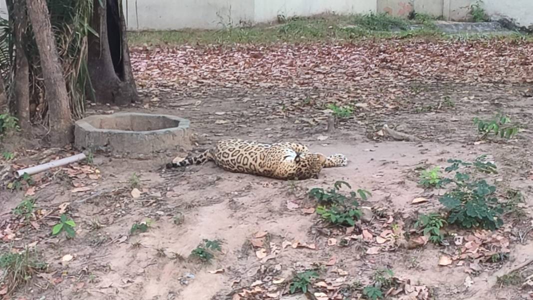 Zoobotânico de Teresina