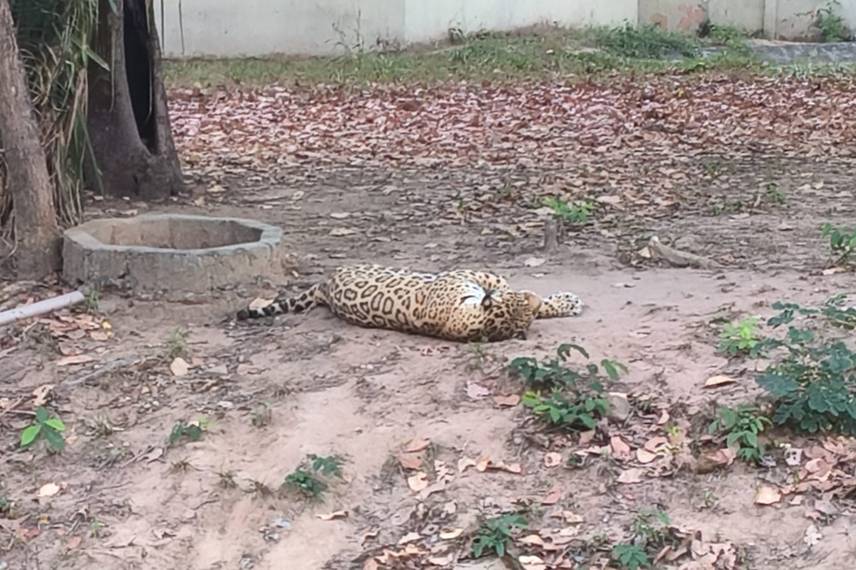 Zoobotânico de Teresina